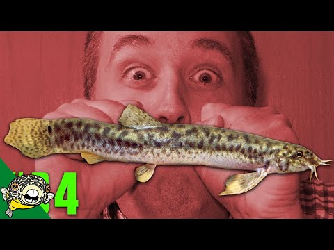 Dojo Loaches FISH ONBOXING & FEEDING MBU PUFFER #34