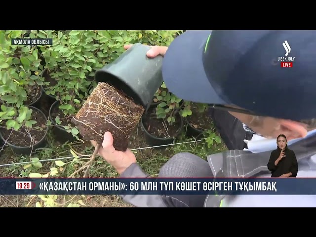 «Қазақстан орманы»: 60 млн түп көшет өсірген тұқымбақ