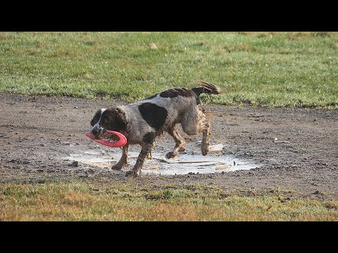 The Essential Role of English Springer Spaniels in Law Enforcement