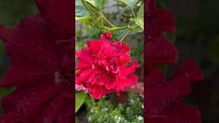 HIBISCOS DOBRANDO