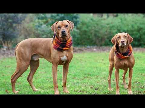 12 Most Popular Vizsla Mixes