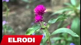 Voci - E Mesova Kengen