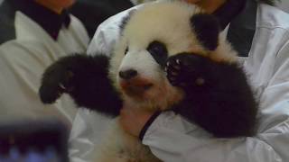 平成最期に日本で産まれたジャイアントパンダの赤ちゃん、彩浜ちゃんの命名式  2018(平成30)年12月17日