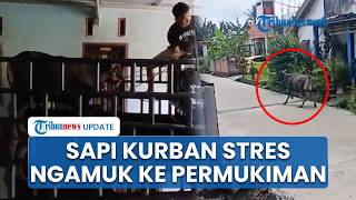 Kronologi 2 Insiden Sapi Kurban Ngamuk di Kota Jambi, Kabur Sejauh 5 KM hingga ke Area Permukiman