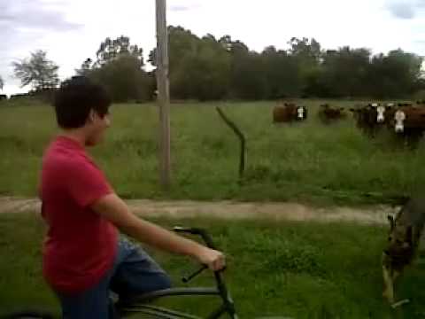 El encantador de vacas.