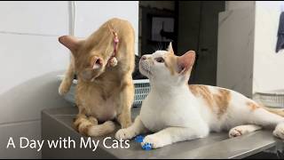 Pure Cat Happiness 🧡 Cute Kitties Having the Best Time