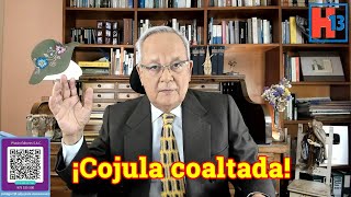 ¡Cojula coaltada!