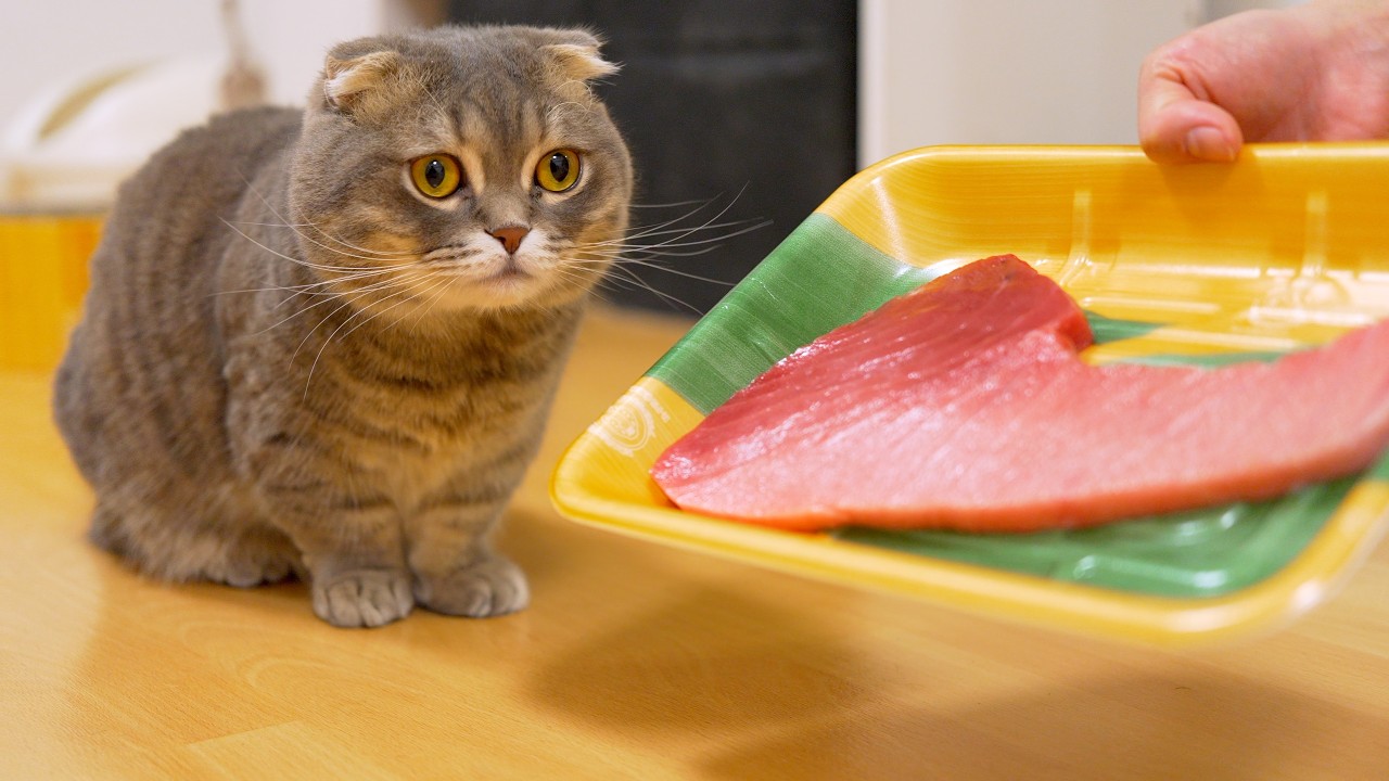 マグロ好きの猫に初めて大トロを見せてみた笑