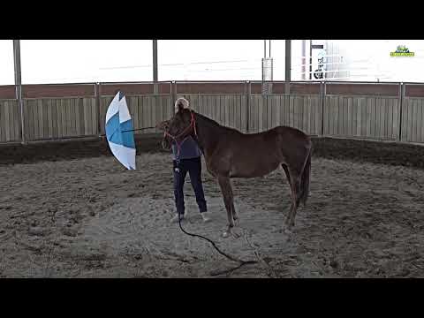 Nabucco's Semiramis M.R  Missouri Foxtrotter Mare 2 Years Old - Leadership