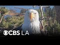 Big Bear bald eagle Jackie dies after lingering health issues
