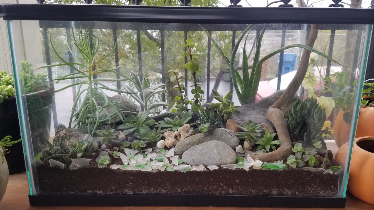 Succulent terrarium in a fish tank.|step by step.
