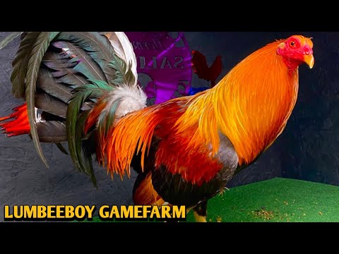 Sweater Yellow leg hatch Kelso - LUMBEEBOY FARM