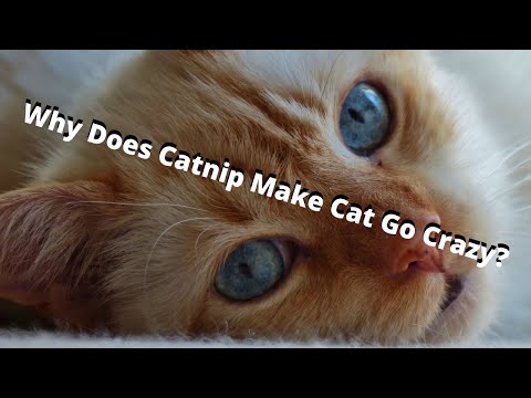 Why Does Catnip Make Cats Go Crazy?