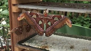 Krachtstroom - Ons Zwijgen (Vult De Wereld Met Dode Vlinders) video