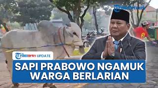 Detik-detik Sapi Kurban Prabowo Ngamuk di Masjid Al Akbar Surabaya, Warga Berlarian Selamatkan Diri