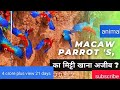 The Wild Macaw Parrot S Full Hindi Episode 1 With Largest Macaw