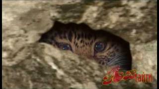 preview picture of video 'Дальневосточный леопард Amur  Leopard.'