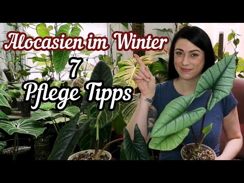 Alocasia Pflege im Winter  | 7 Tipps