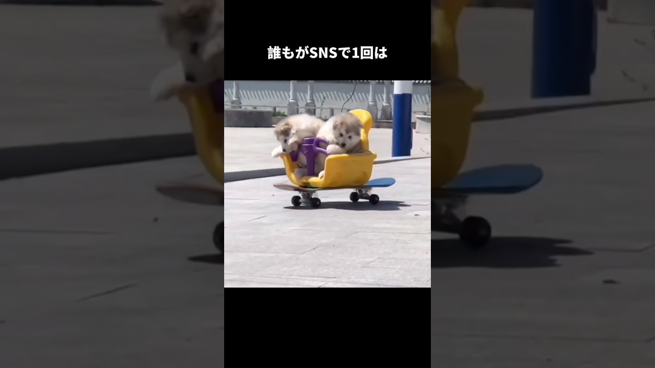 SNSでバズってる、超可愛いわんちゃん。#可愛い動物#マラミュート#もふもふ#赤ちゃん犬#大型犬#癒し動画#バズりたい