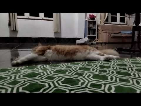 Shamil ,the sleepy head cat 😺