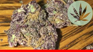 Grape God - All About This Strain