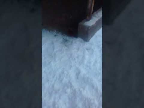 Даша ВЛОГ петс