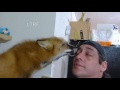 My Red Fox wants to groom me
