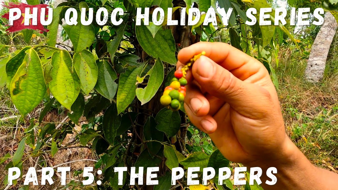 Tourists explore the lush Pepper Plantations of Phu Quoc, learning about the island's famous spice and its cultivation process.
