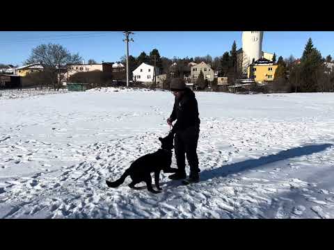 Pike z Jukasu - obedience - 6 months