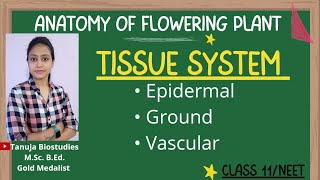 Ch-6 Anatomy of Flowering Plants-Tissue system | Epidermal, Ground & Vascular Tissue System |Class11