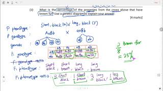 Dihybrid and Linked gene Practice 8