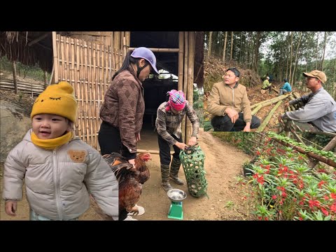 Building a new pigsty, selling chickens, and the joy of picking up my child from school. Ly Vy Ca 