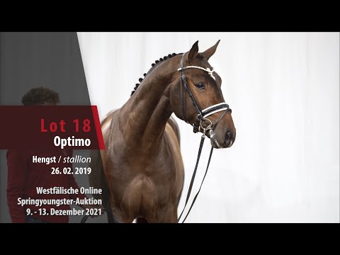 Online Springyoungster-Auktion Lot 18 Optimo Hengst v. Origi D'O - Quick Star IV CH