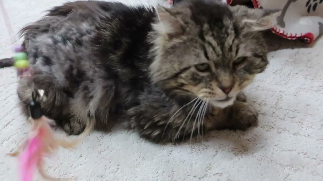 Enlarge Hugo, a ADOPTABLE Domestic Long Hair in Ottawa, IL video 2/2