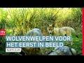 Wolvenmeldpunt: 'Afschieten is niet de oplossing' | ROEG! | RTV Drenthe