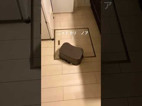 ニャドカリ　#猫　#cat  #harmit crab #hilarious #shorts