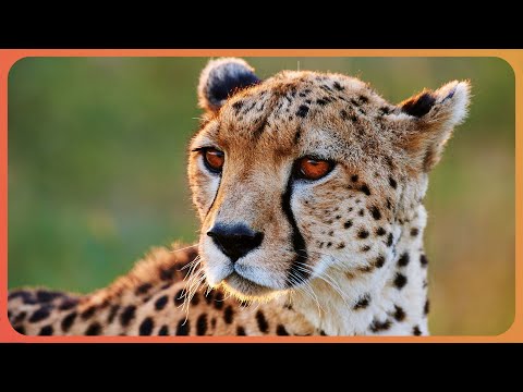 How A Cheetahs Incredible Senses Make It A Killing Machine | Super Sense | Real Wild