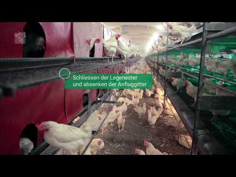 Legehennenstall Bolegg Optima