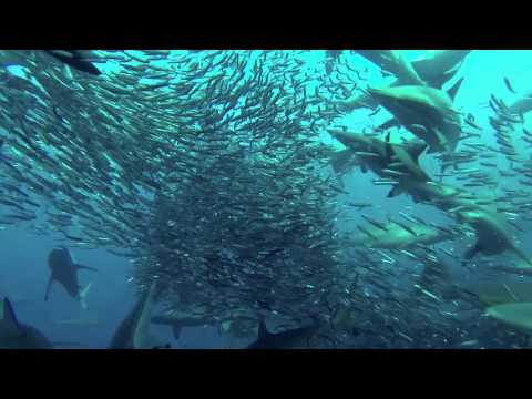 Sardine Run, Port Elizabeth,Südafrika