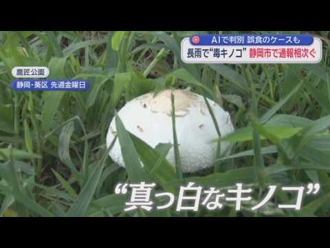 YouTube Video 公園に“謎の白いキノコ”…実は毒キノコ　静岡で通報急増　食用そっくり判別困難…AIが『食べられる』と誤判定し救急搬送も