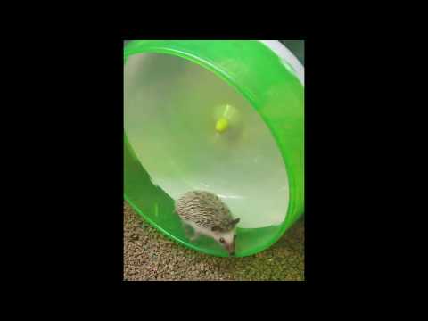 Запознайте се с енергичния таралеж Соник