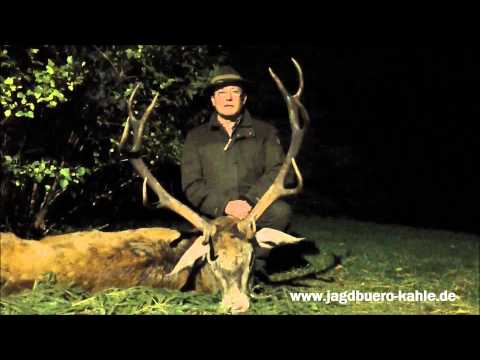 2 Hirsche auf der Strecke!