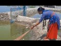 Cat Net Fishing Beautifull Girl Caching Fish With A Cast Net Know Now Thing AS Part 3