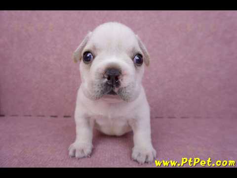 03/21奶白色法國鬥牛公幼犬3號