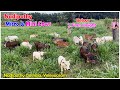 Micro Mini cows in our farm | Nadipathy Goshala | #minicow #youtube  #punganur #cute #nadipathycows