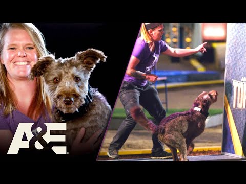 “Theo” The Purple Mohawk Pooch CRUSHES Obstacle Course Run | America's Top Dog | A&E
