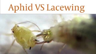Lacewing Larvae Devours Aphids Alive in Real Time
