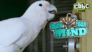 CBBC: Blow Your Mind - Clever Cockatoo Cracks Safe