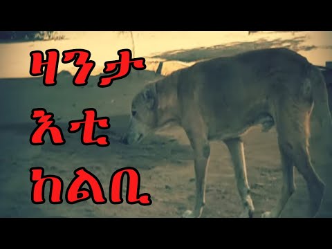 Cinema semere zanta : ዛንታ እቲ ከልቢ || ZANTA ETI KELBI