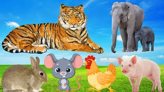 Download Lagu Daily activities of animals: tiger, elephant, pig, chicken,... Thumbnail